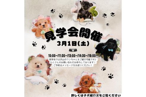 成約済の静岡県のシーズー-369914の3枚目